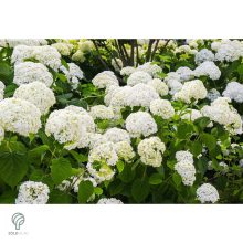 Annabelle cserjés hortenzia nyári virágzása