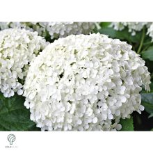 Annabelle cserjés hortenzia nyári virágzása