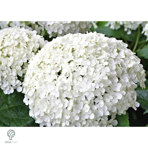 Annabelle cserjés hortenzia nyári virágzása