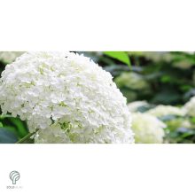 Annabelle cserjés hortenzia nyári virágzása