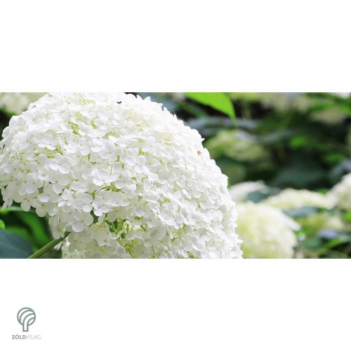 Annabelle cserjés hortenzia nyári virágzása