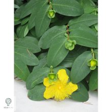 Örökzöld orbáncfű virág, levél