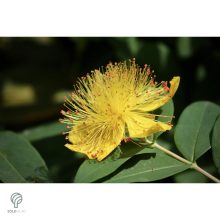 Örökzöld orbáncfű virág, levél