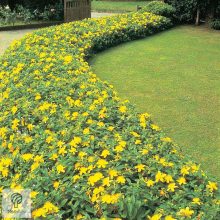 Örökzöld orbáncfű virág, levél