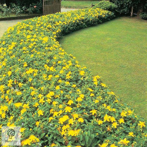 Örökzöld orbáncfű virág, levél