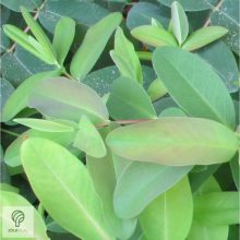 Örökzöld orbáncfű virág, levél