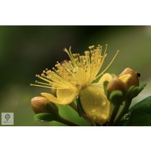 Örökzöld orbáncfű virág, levél