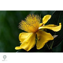 Örökzöld orbáncfű virág, levél