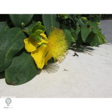 Örökzöld orbáncfű virág, levél