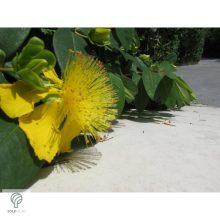 Örökzöld orbáncfű virág, levél