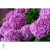 Bouquet Rose kerti hortenzia nyári virágzása