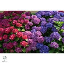 Bouquet Rose kerti hortenzia nyári virágzása