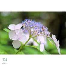 Bouquet Rose kerti hortenzia nyári virágzása