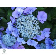 Bouquet Rose kerti hortenzia nyári virágzása