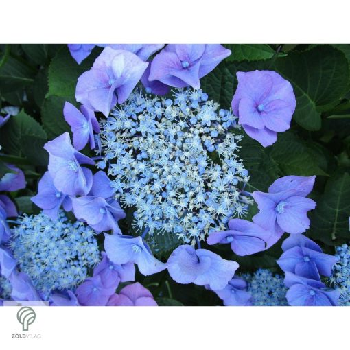 Bouquet Rose kerti hortenzia nyári virágzása