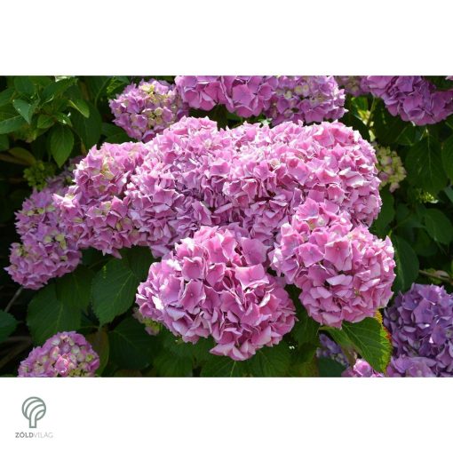 Bouquet Rose kerti hortenzia nyári virágzása