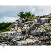 IGUANA, magyarul leguán figura, díszkertben