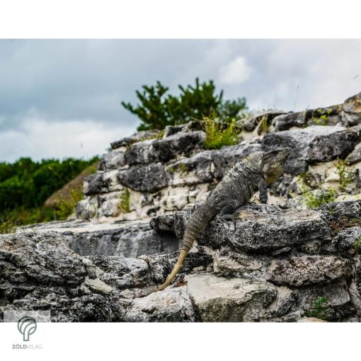 IGUANA, magyarul leguán figura, díszkertben