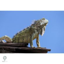 IGUANA, magyarul leguán figura, díszkertben