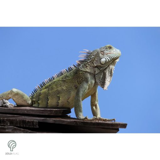 IGUANA, magyarul leguán figura, díszkertben