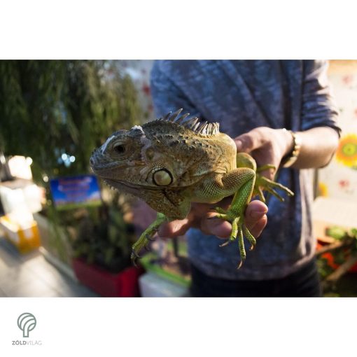 IGUANA, magyarul leguán figura, díszkertben