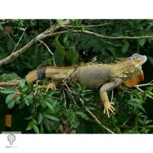 IGUANA, magyarul leguán figura, díszkertben