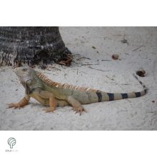 IGUANA, magyarul leguán figura, díszkertben