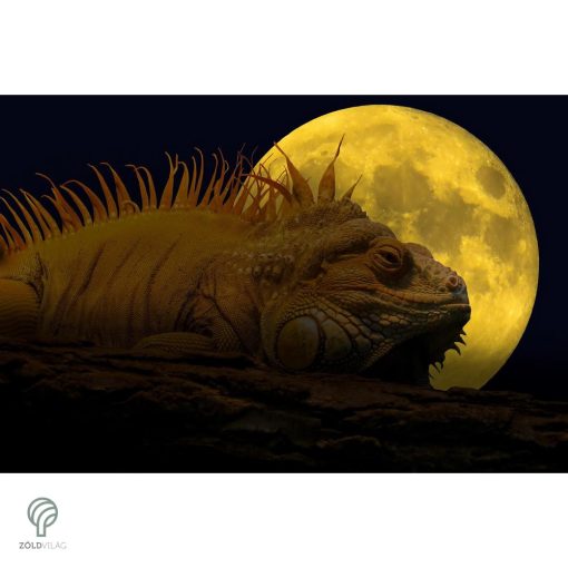 IGUANA, magyarul leguán figura, díszkertben