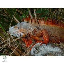 IGUANA, magyarul leguán figura, díszkertben