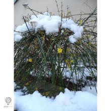 Téli jázmin téli virágzás