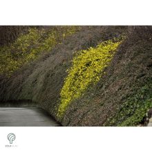 Téli jázmin téli virágzás