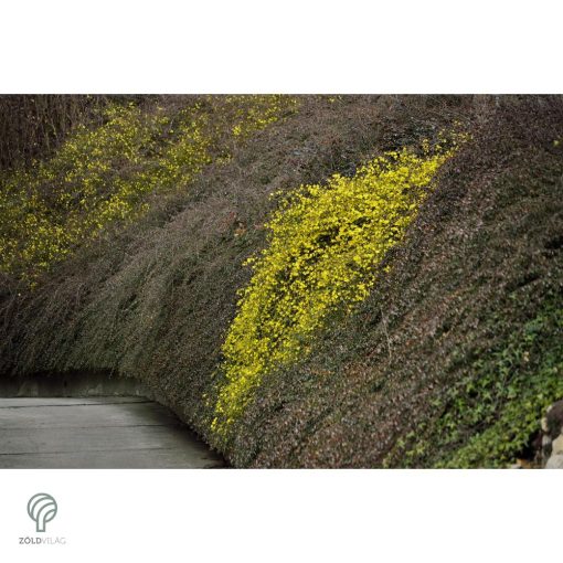 Téli jázmin téli virágzás