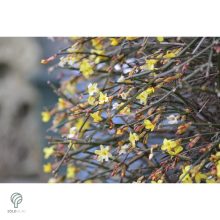 Téli jázmin téli virágzás