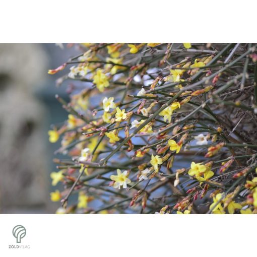Téli jázmin téli virágzás