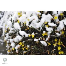 Téli jázmin téli virágzás