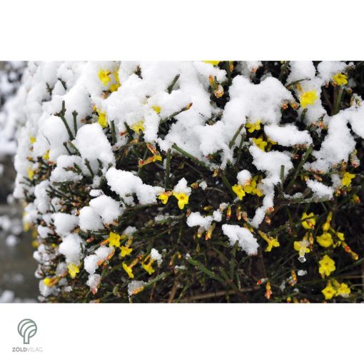 Téli jázmin téli virágzás