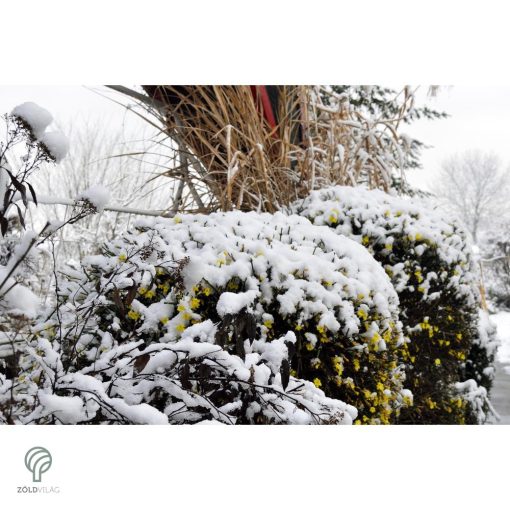 Téli jázmin téli virágzás