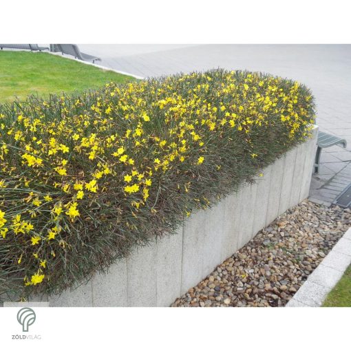 Téli jázmin téli virágzás