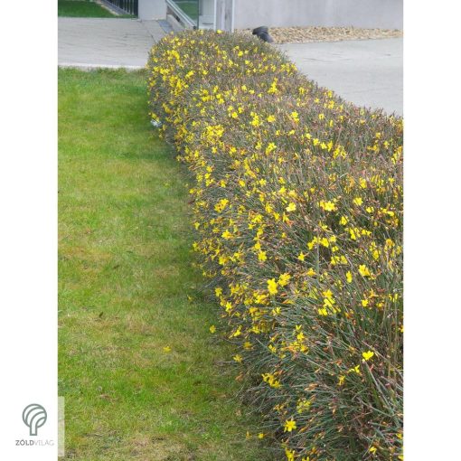 Téli jázmin téli virágzás