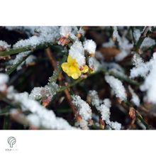 Téli jázmin téli virágzás