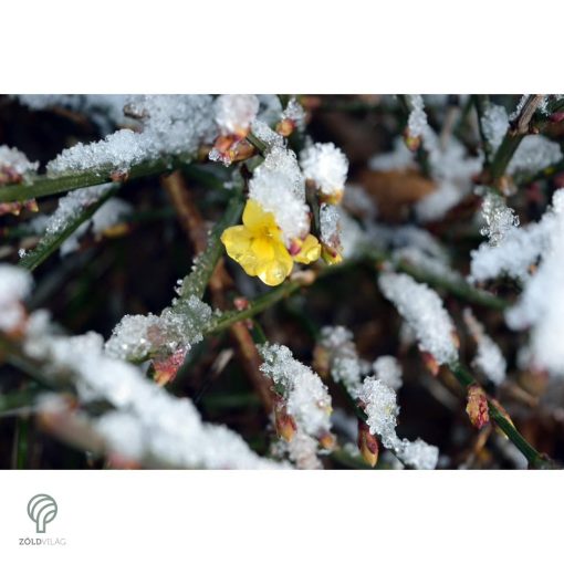 Téli jázmin téli virágzás