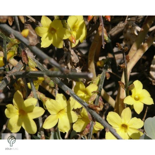 Téli jázmin téli virágzás