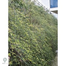 Téli jázmin téli virágzás