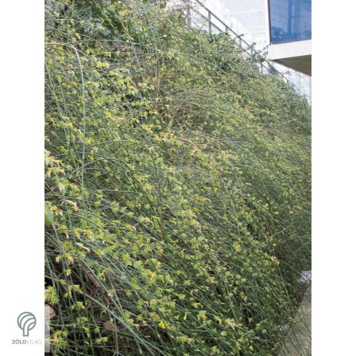 Téli jázmin téli virágzás