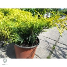 Armstrong Gold kínai boróka konténerben