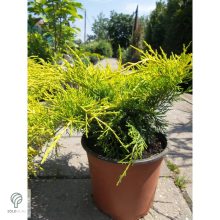 Armstrong Gold kínai boróka konténerben