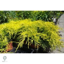 Armstrong Gold kínai boróka konténerben