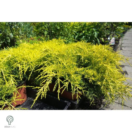 Armstrong Gold kínai boróka konténerben