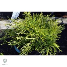 Armstrong Gold kínai boróka konténerben