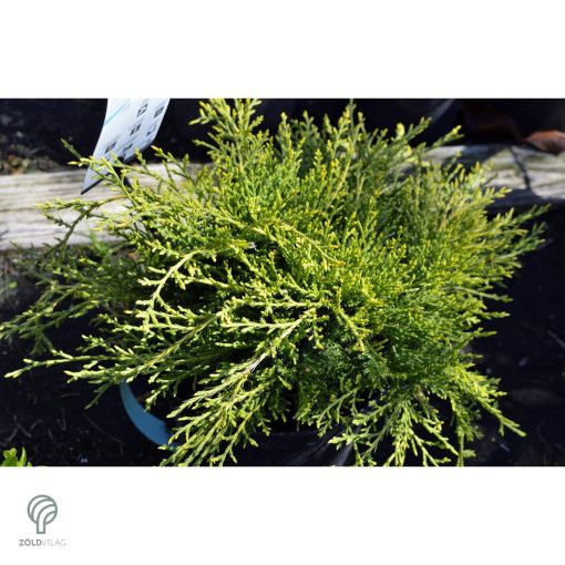 Armstrong Gold kínai boróka konténerben